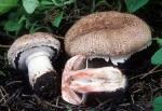 Agaricus pattersonae - Fungi Species | sokos jishebi | სოკოს ჯიშები